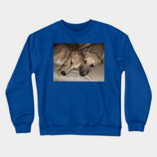 Dogs Sleeping Crewneck Sweatshirt